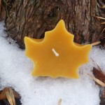 Maple Leaf - Natural(Golden)